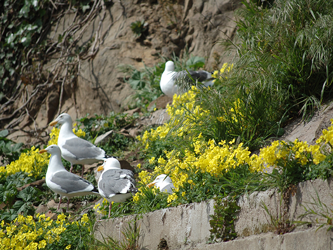 seagulls on Alcatrz walls