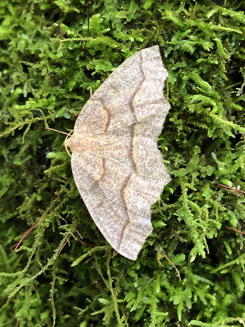 a moth