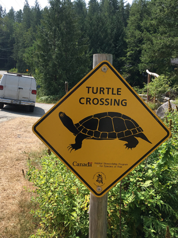 sign turtle crossing